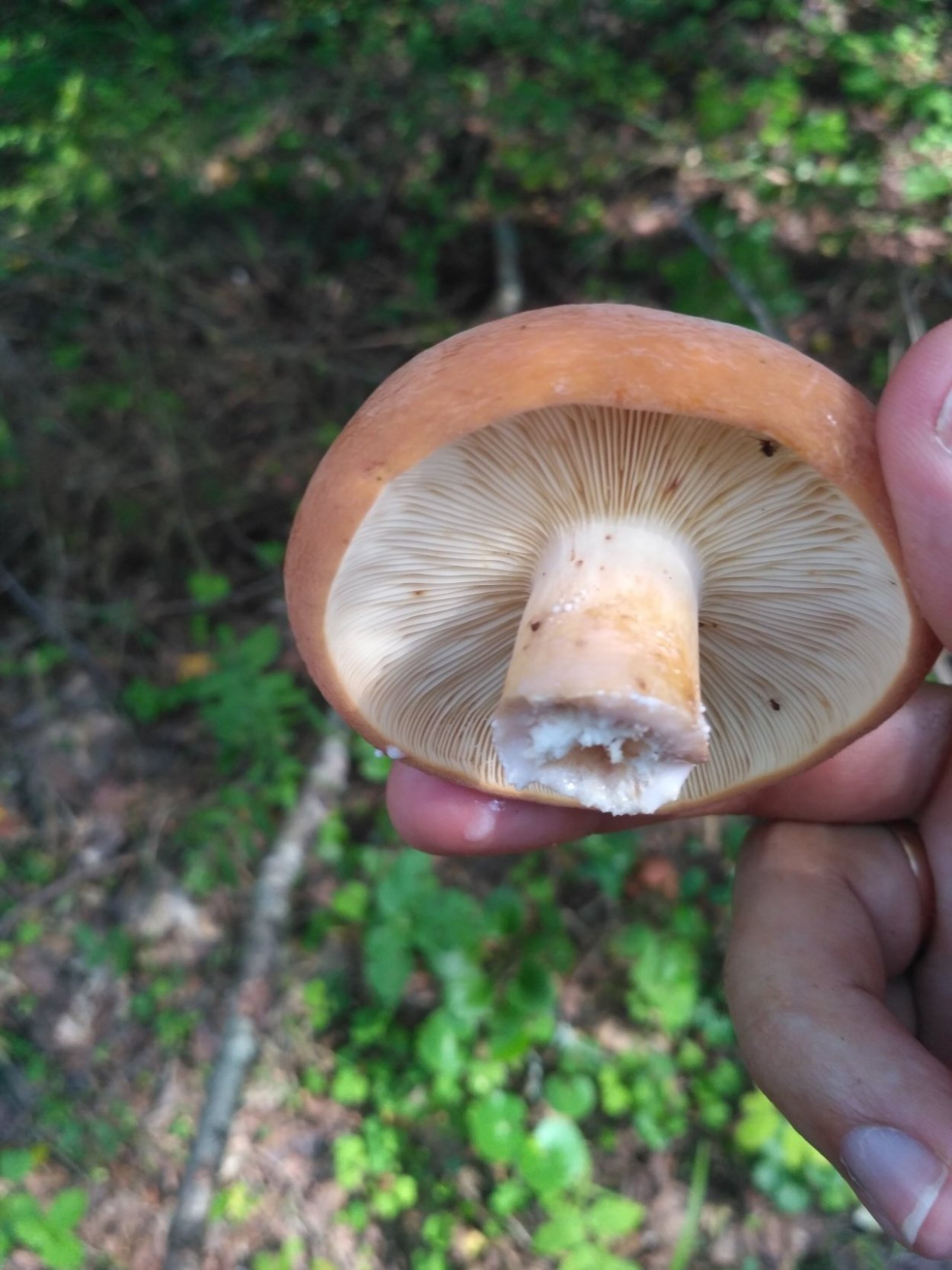 Lactarius volemus