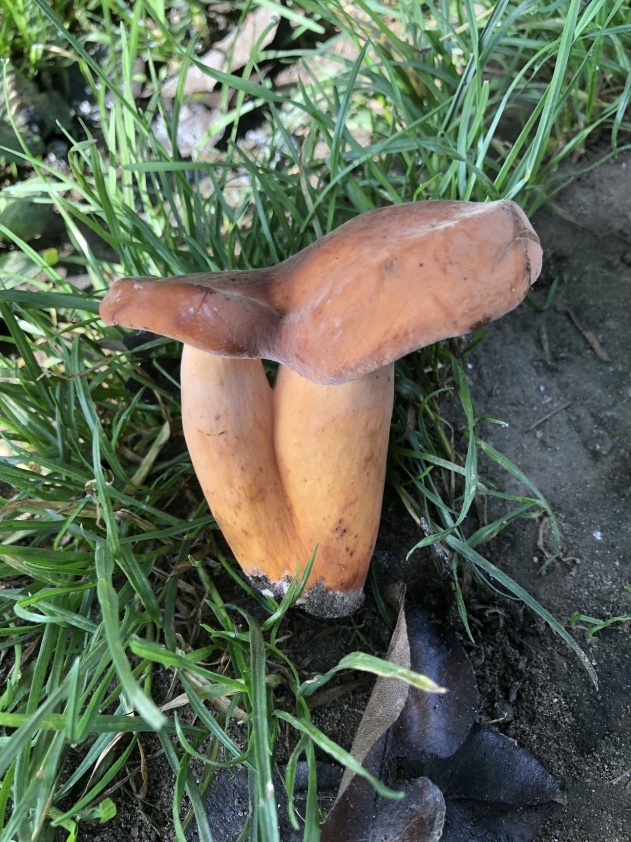 Млечник дубовый гриб