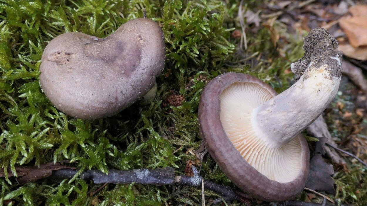 Подмолочник молочай