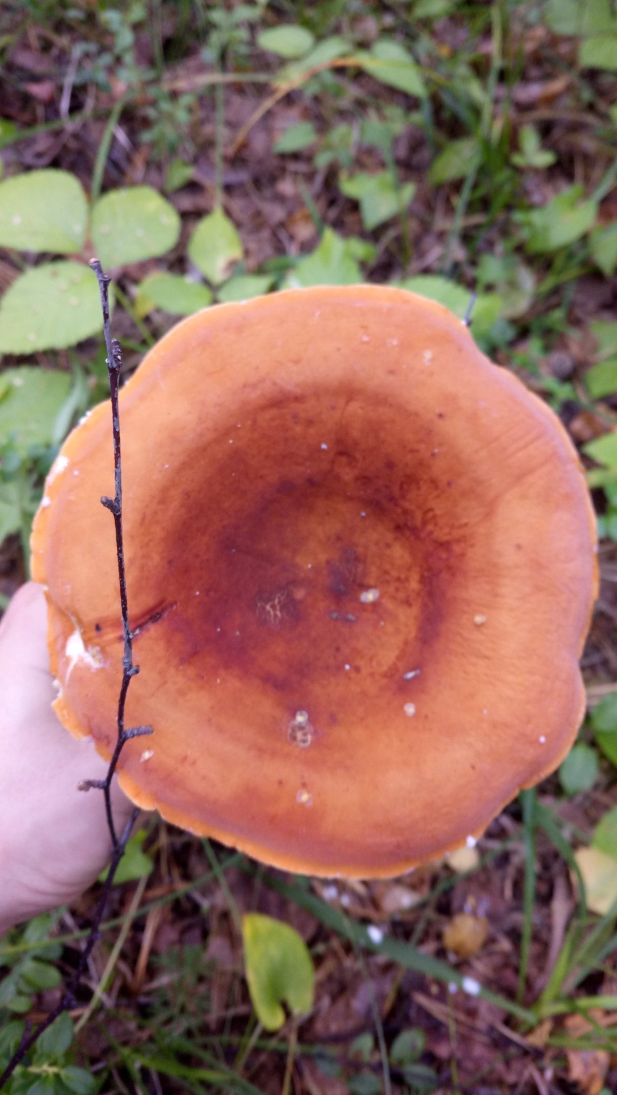 Lactarius volemus подмолочник