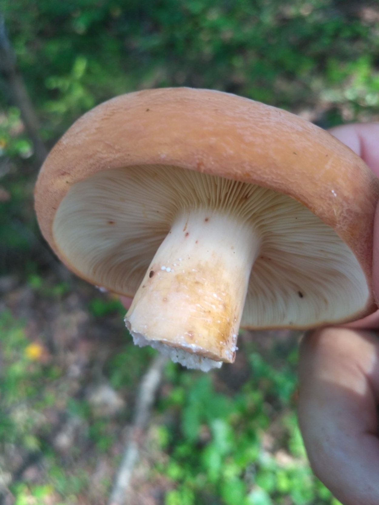 Млечник дубовый Lactarius Quietus