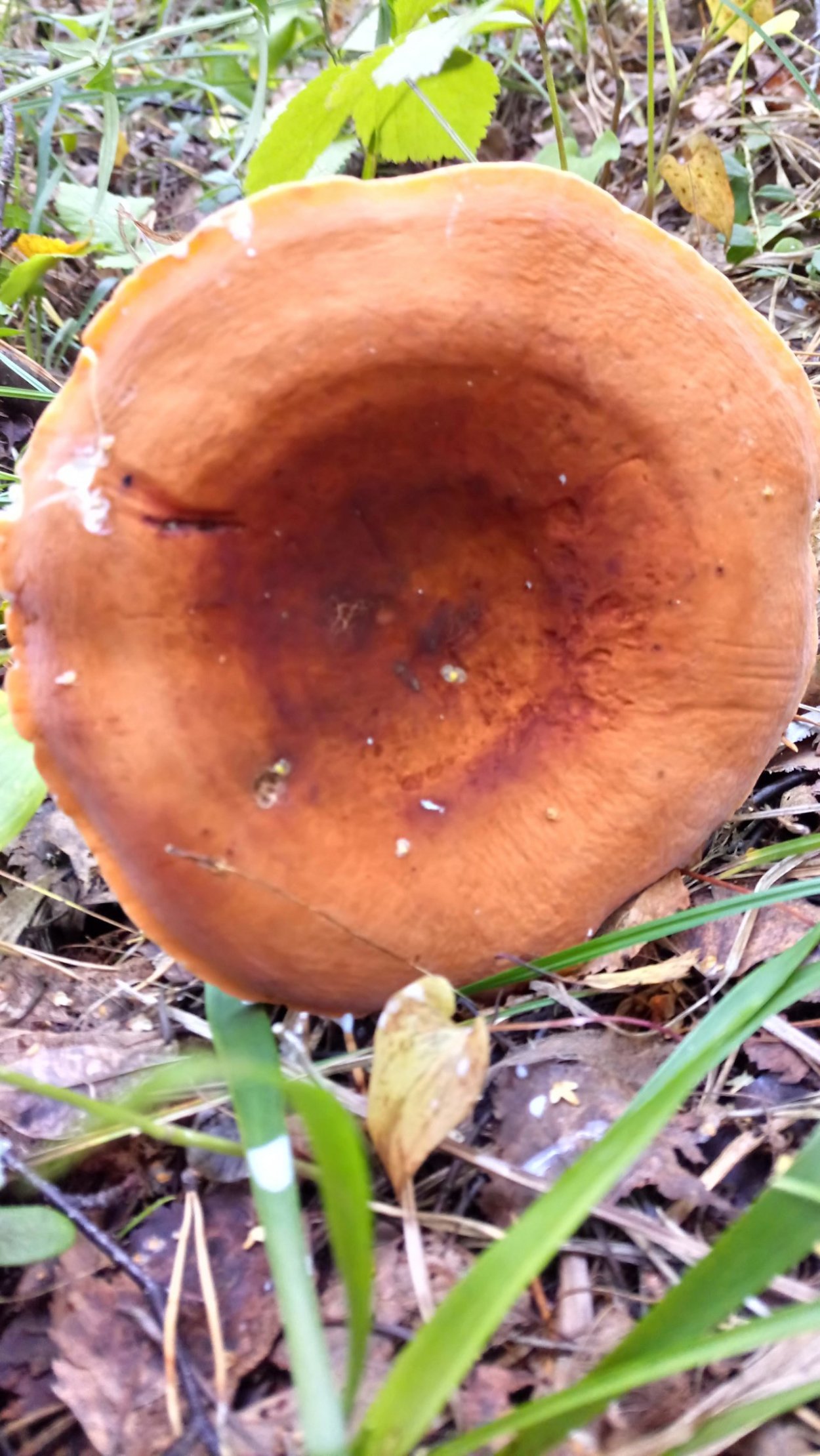 Lactarius volemus подмолочник