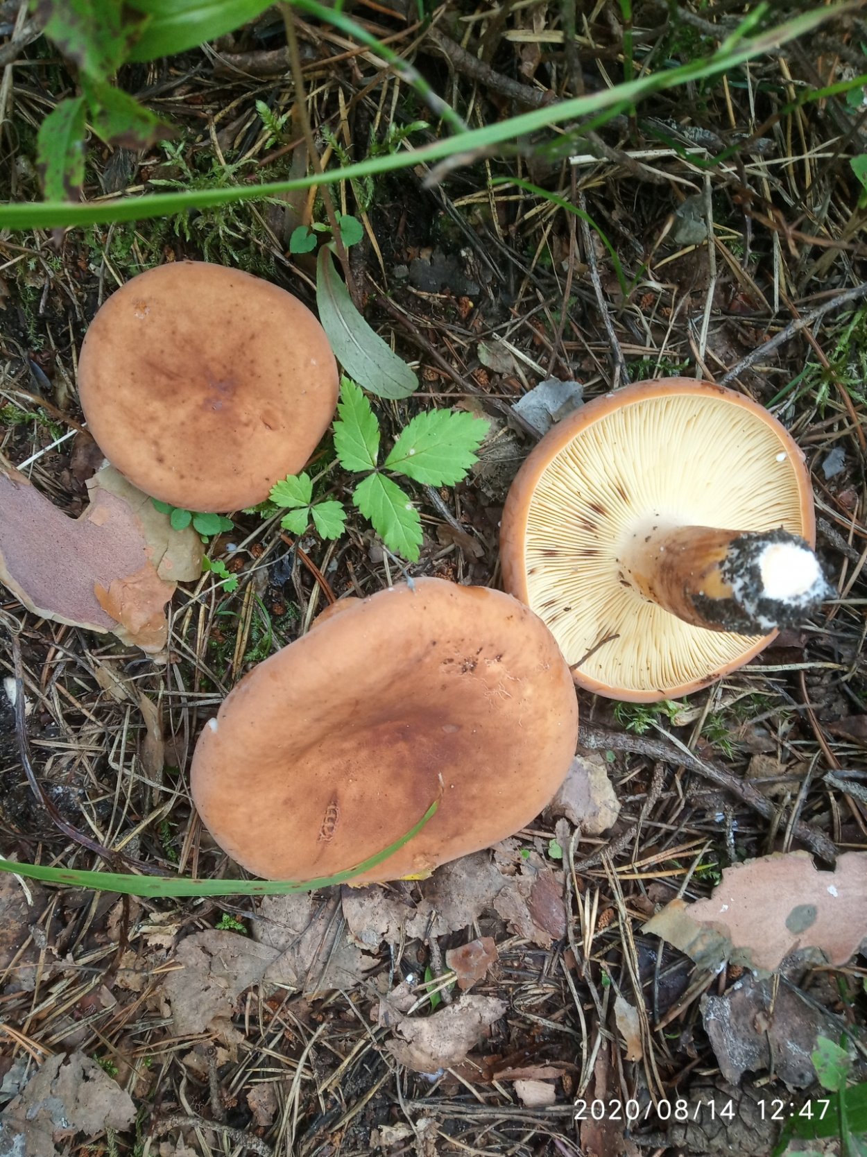 Млечник обыкновенный Гладыш