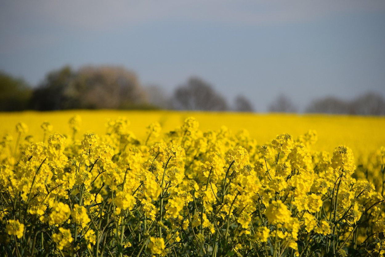 Рапс – Brassica napus.