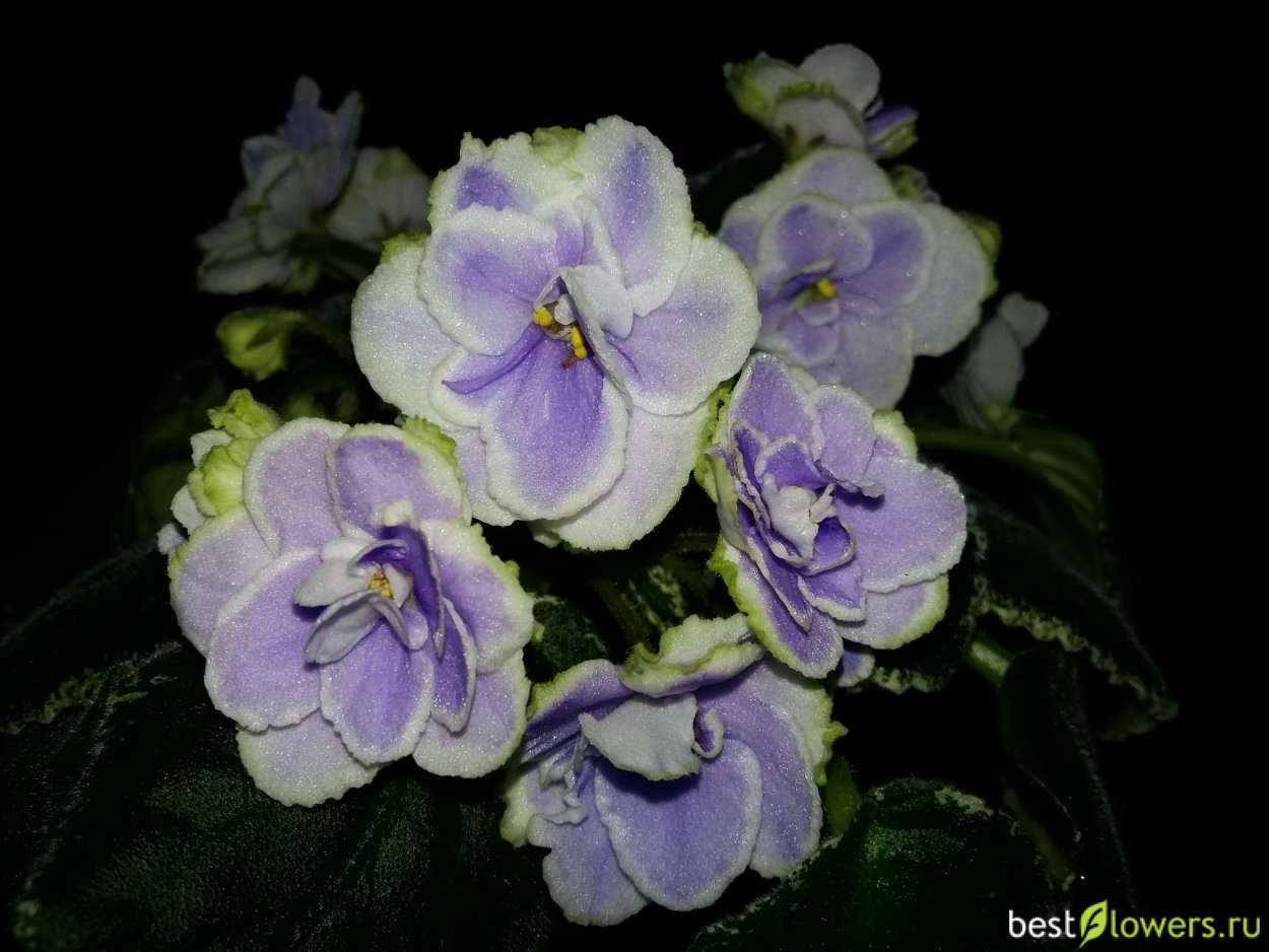 Фиалка Шейх