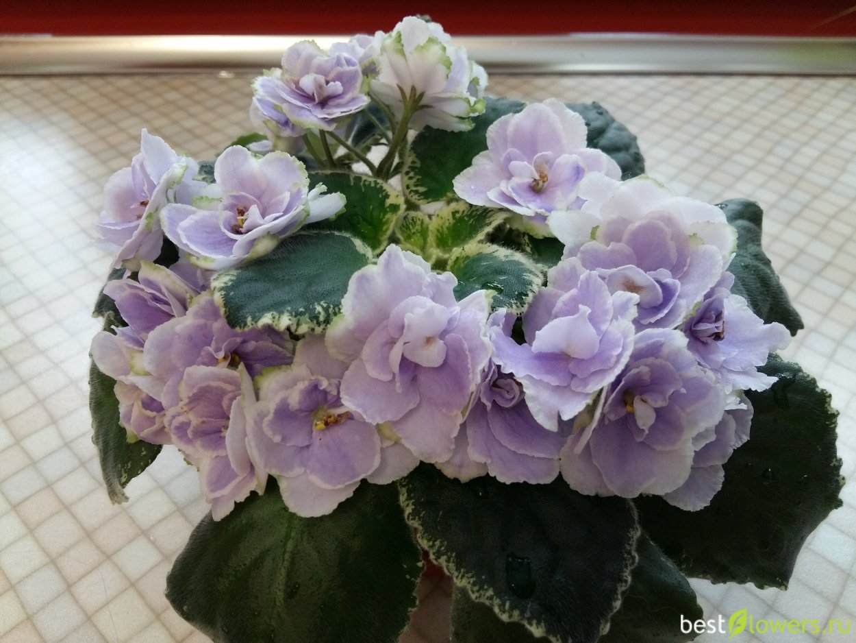 Сенполия Buckeye Colossal