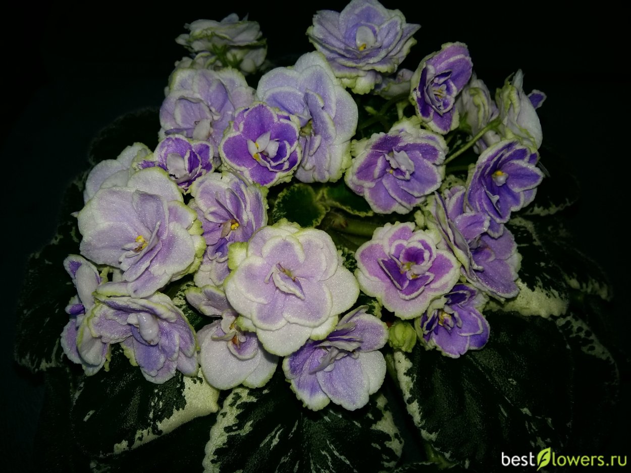 Сенполия Buckeye Colossal