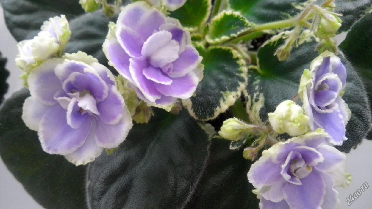 Фиалка дымчатый топаз