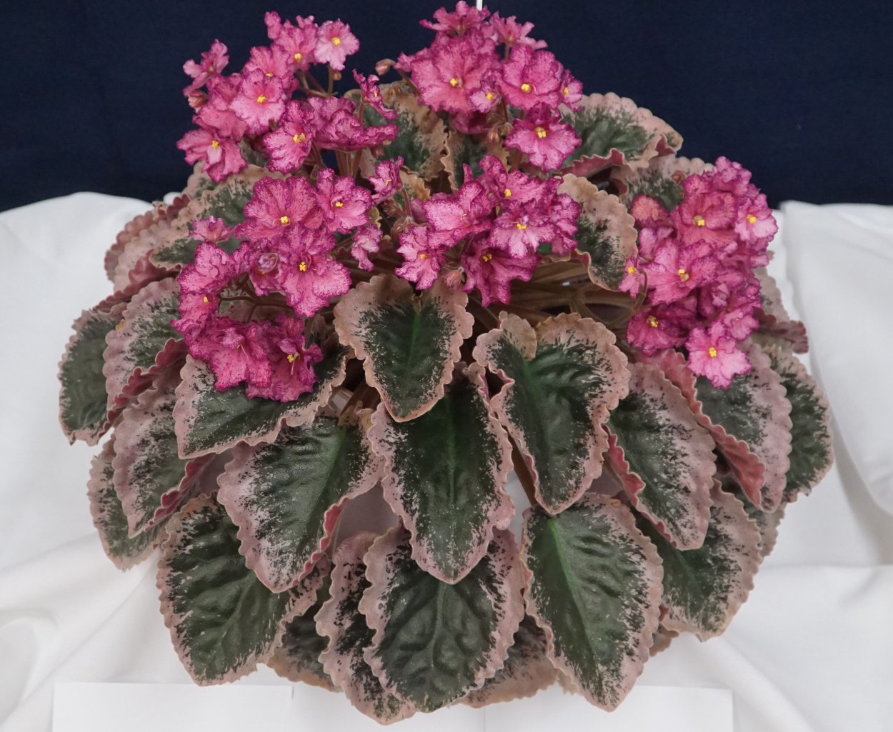 Фиалка Мьюзик бокс Дансер