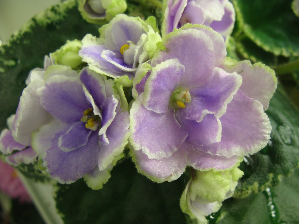 Фиалка Buckeye Spoon