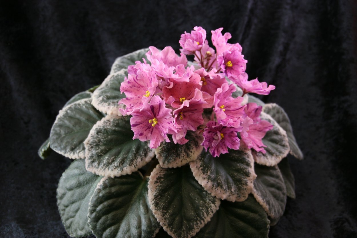 Фиалка Бакай Биг Сноусторм