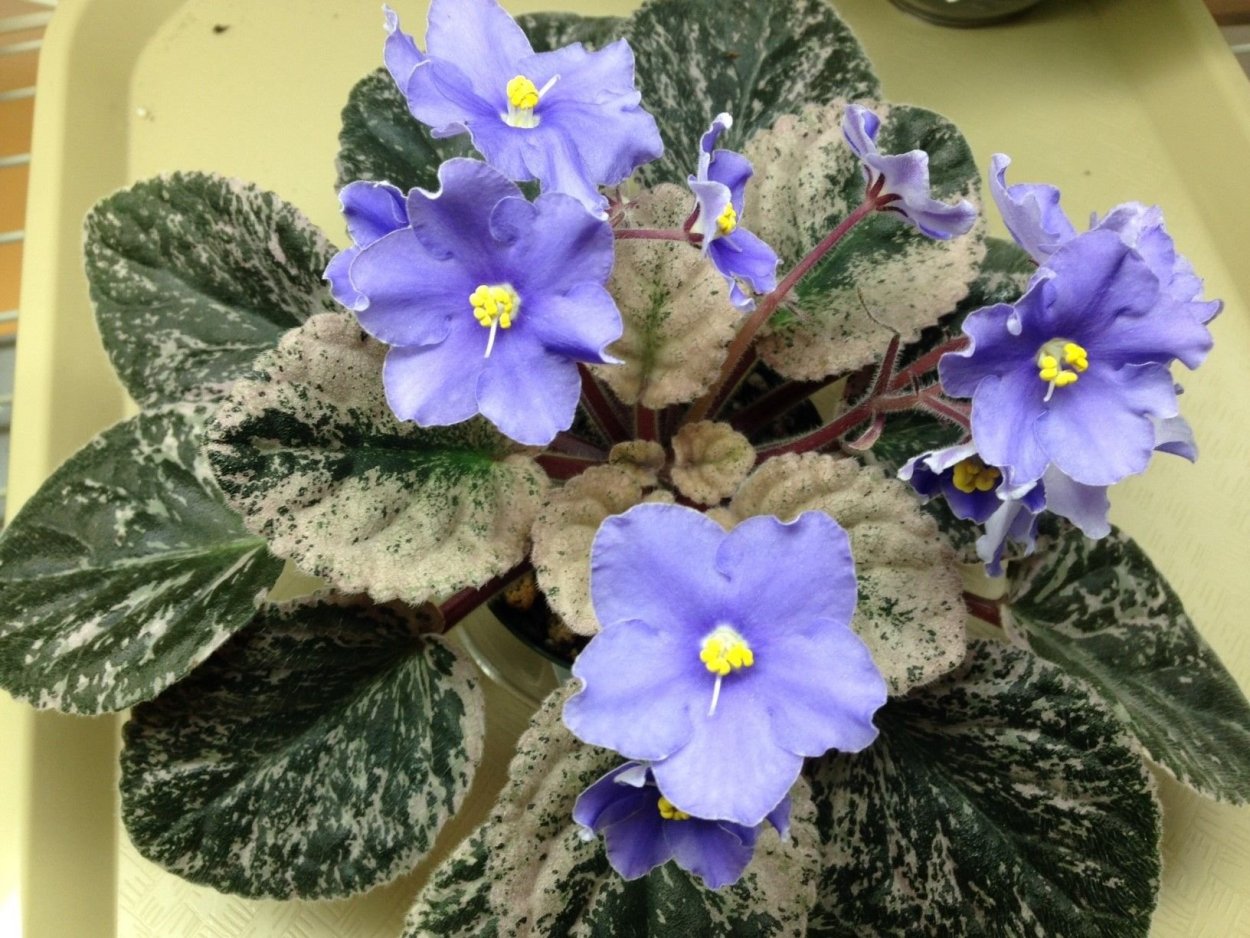 Фиалка Бакай