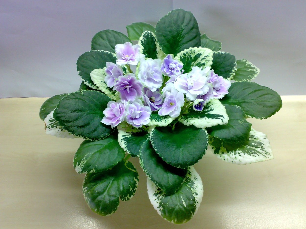 Buckeye Kinetic Energy фиалка