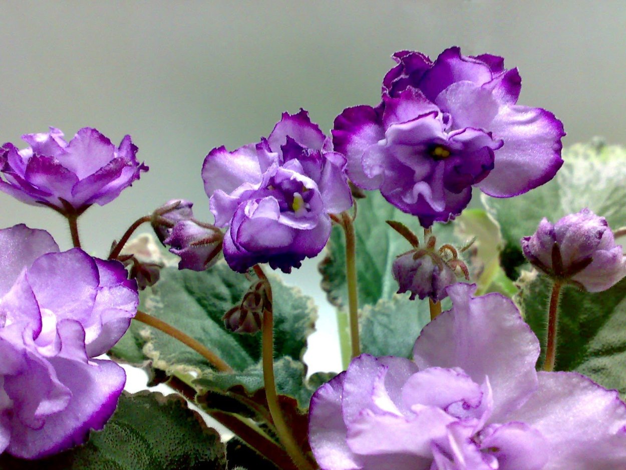 Фиалка бр джунгли