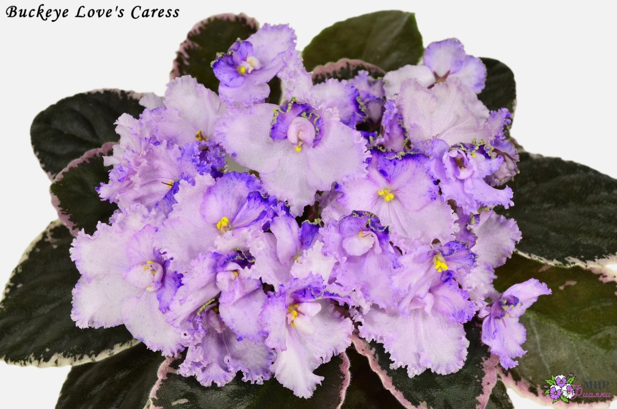 Buckeye Kinetic Energy фиалка