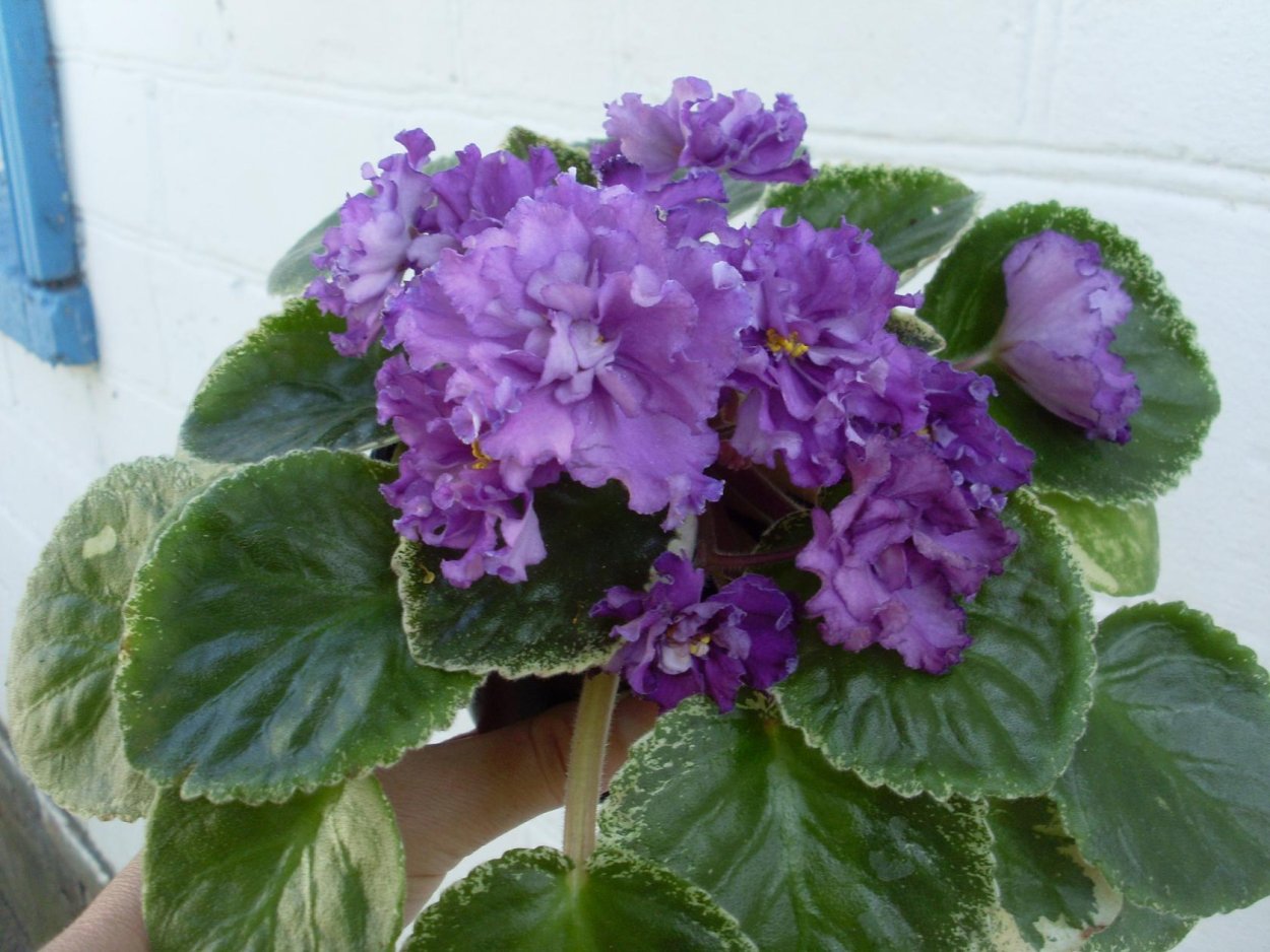 Buckeye Satellite фиалка