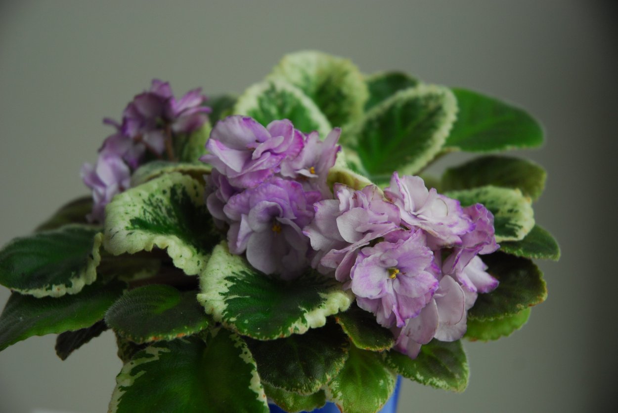 Фиалка Buckeye blushing