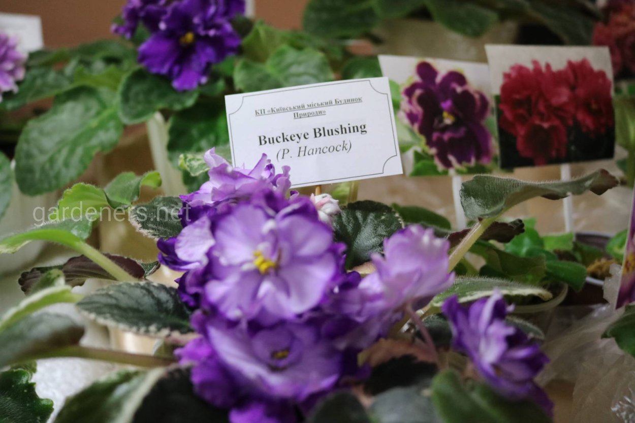 Фиалка Buckeye Gee Whiz