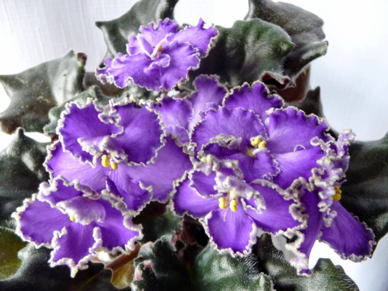 Фиалка Evening Descent