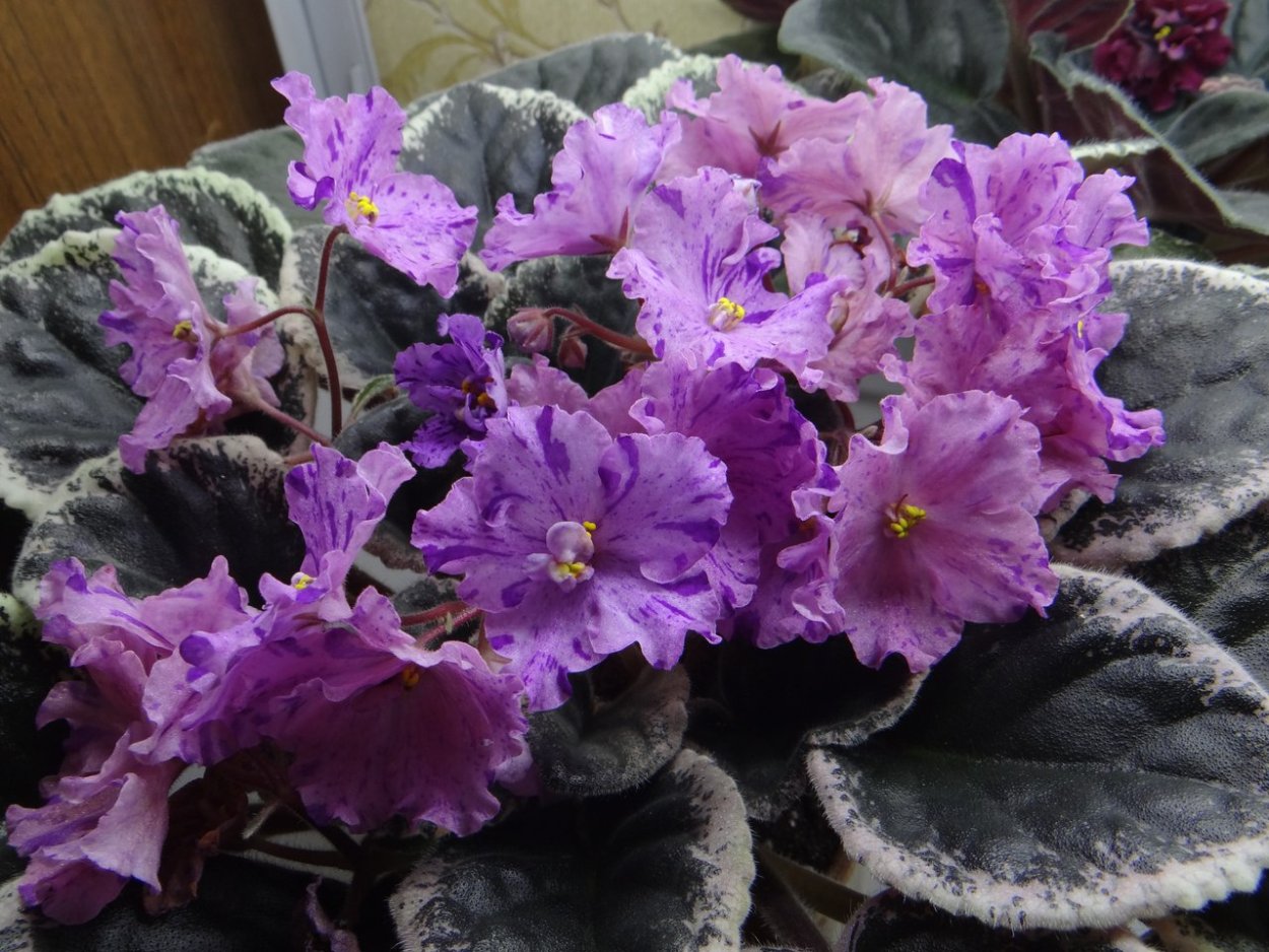 Сенполии Buckeye Sarsparilla