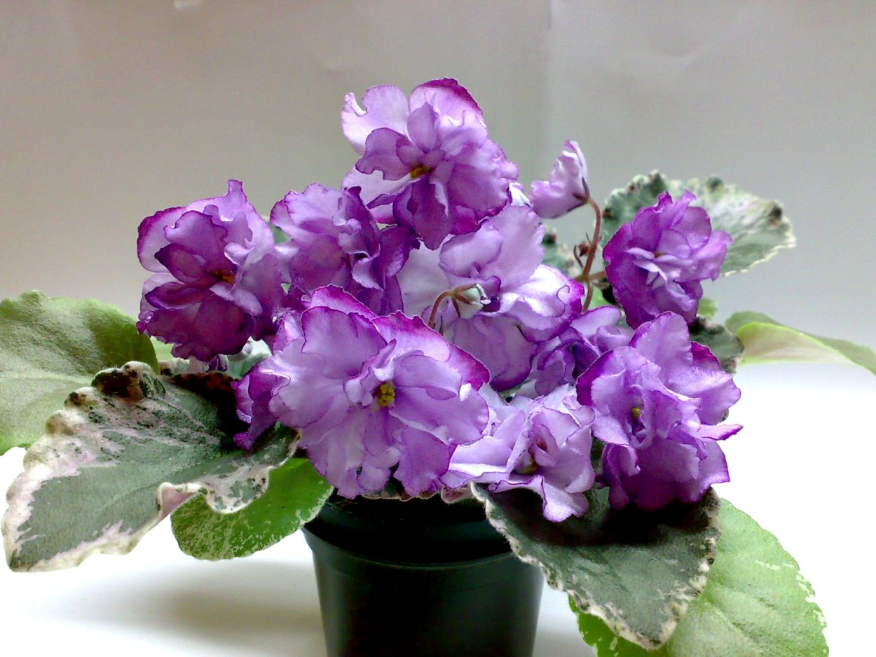 Фиалка Bewitchin Jeannie