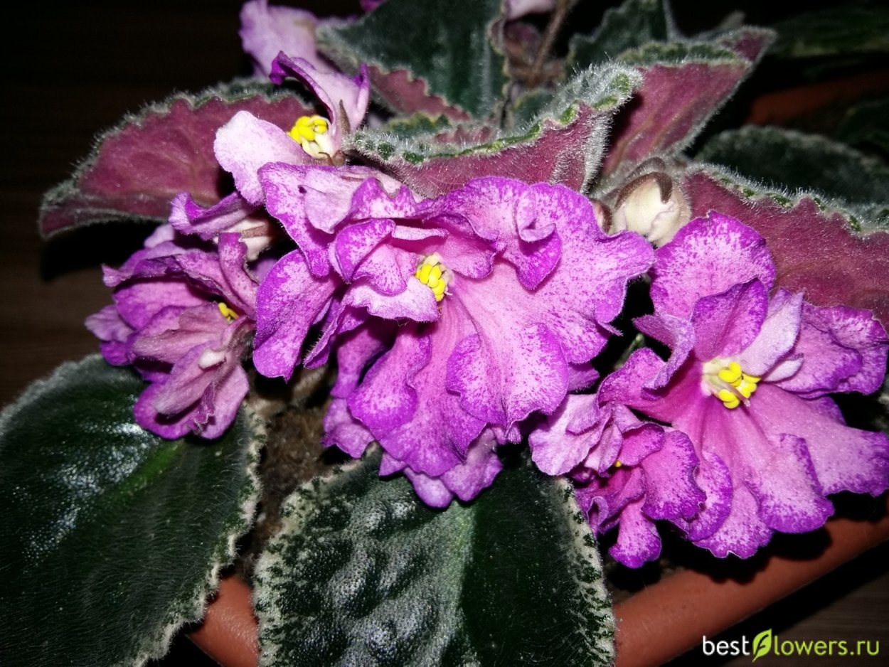 Фиалка Эволент