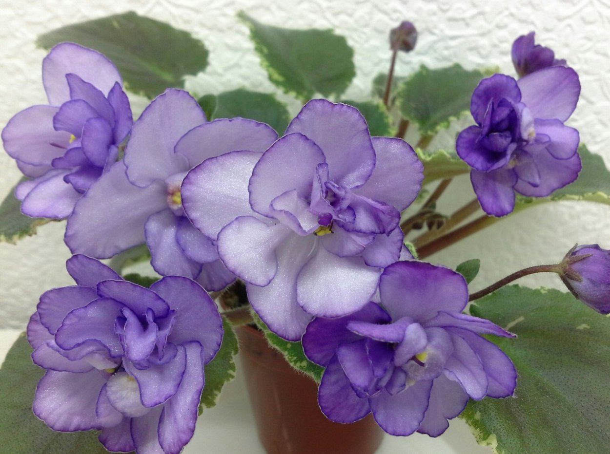 Сенполия перпл Вайт