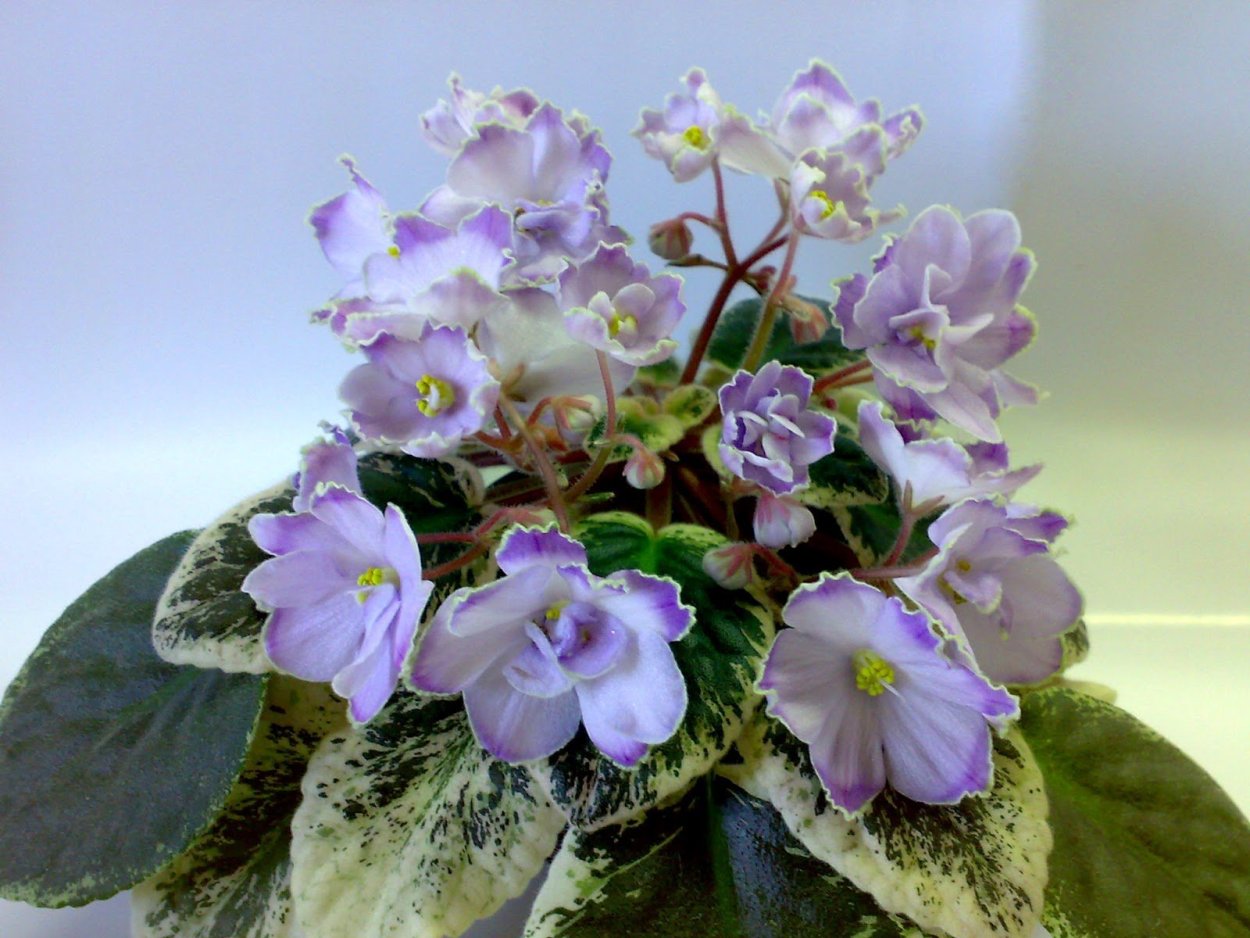 Фиалка Buckeye Icebreaker