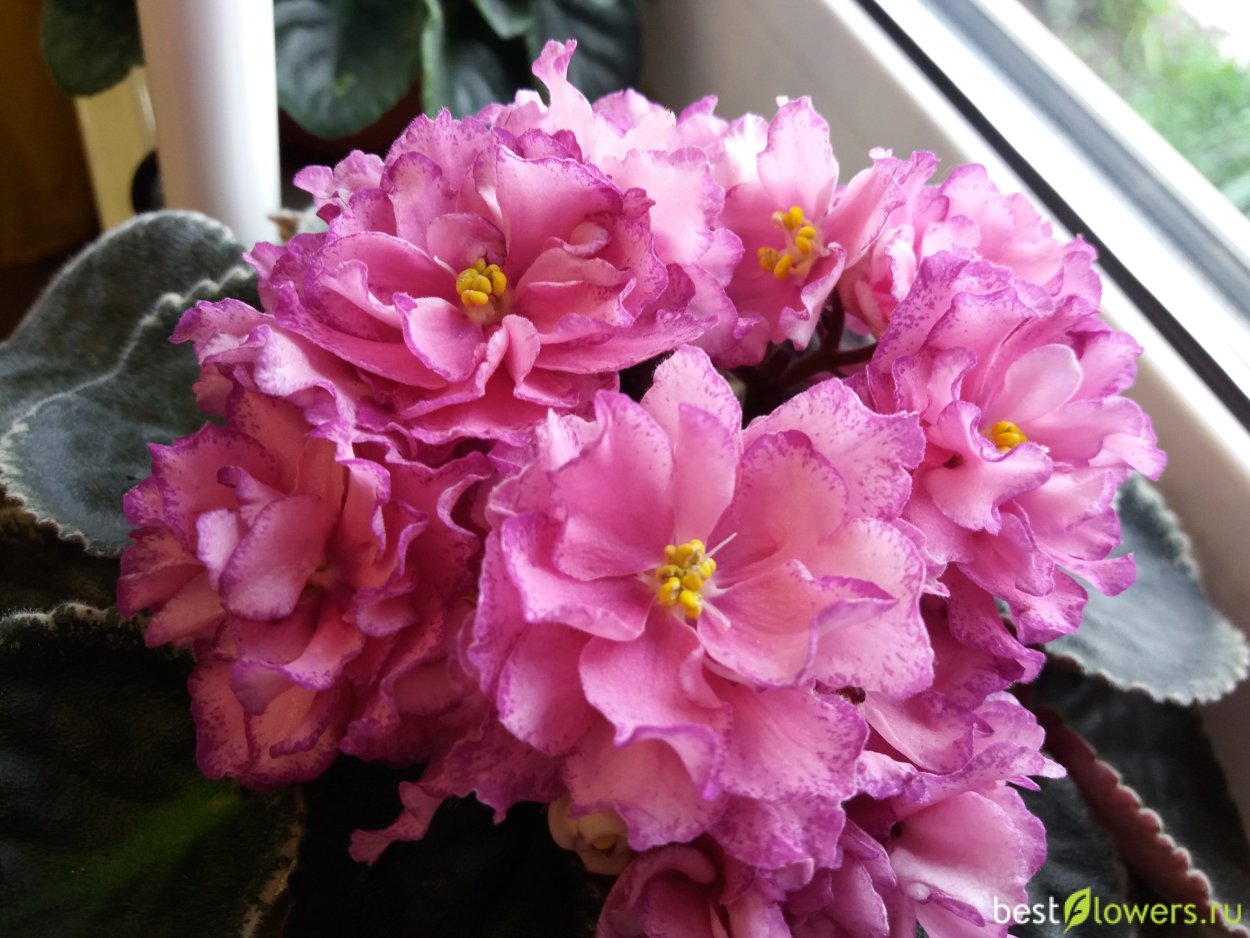 Фиалка Feather (i.Fredette)