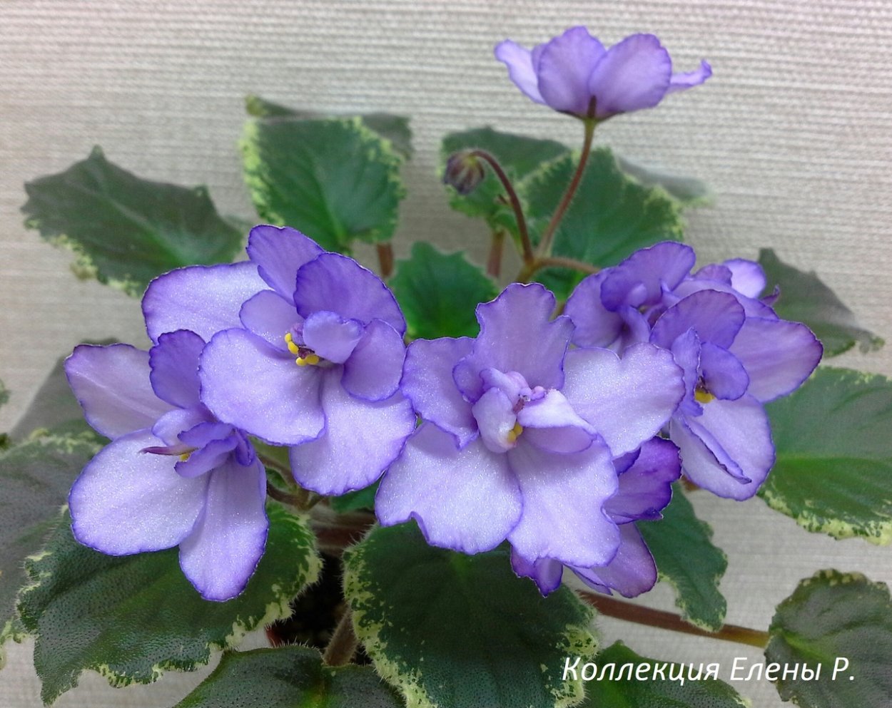 Buckeye Satellite фиалка