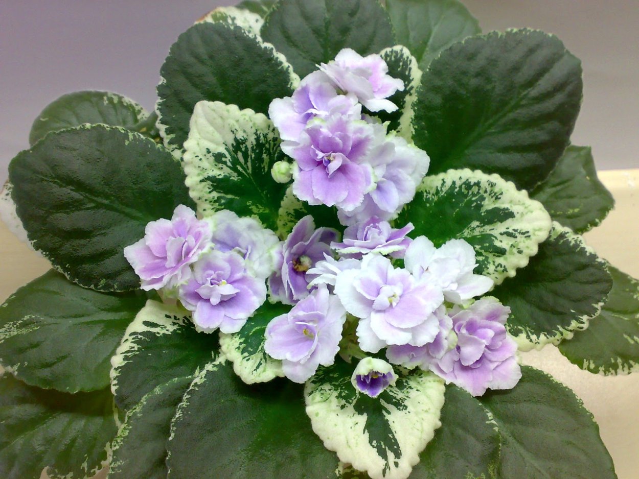 Фиалка Бакай