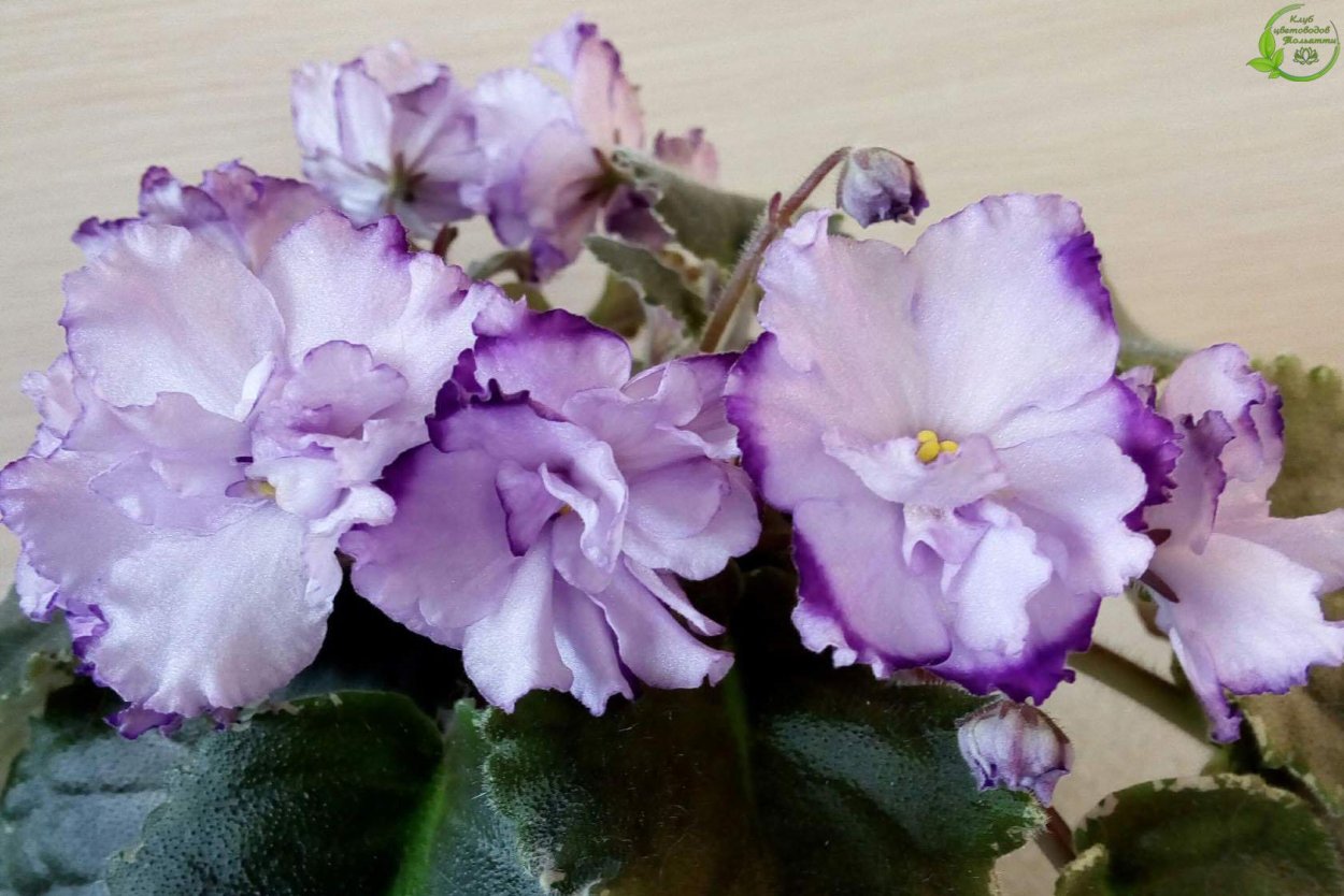 Фиалка Buckeye Diamonds Bright