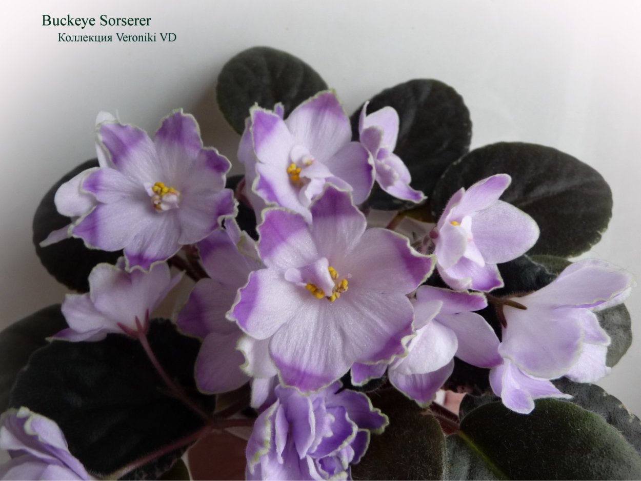 Фиалка Buckeye Cranberry Sparkler