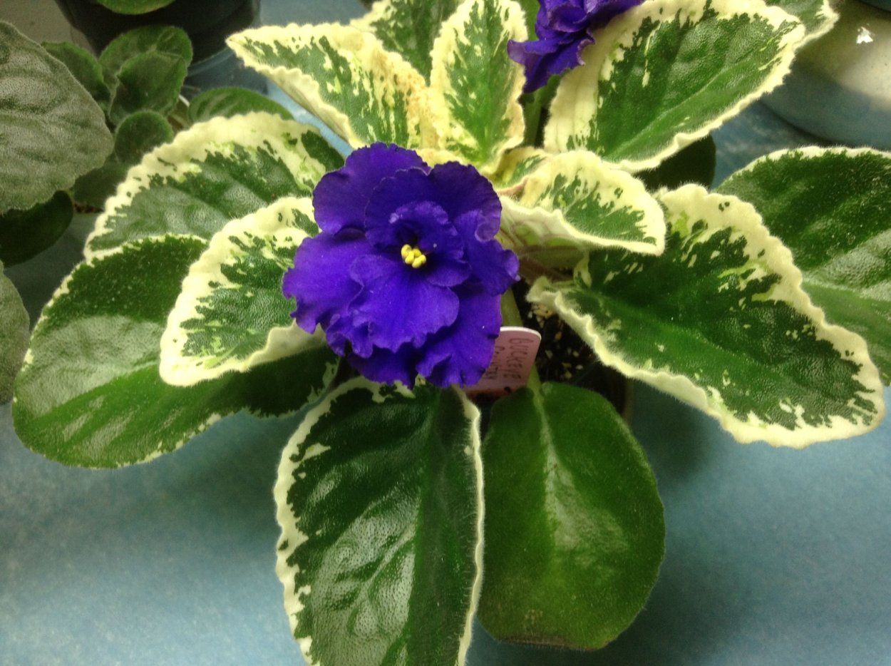 Фиалка Buckeye Picotee Sweetheart