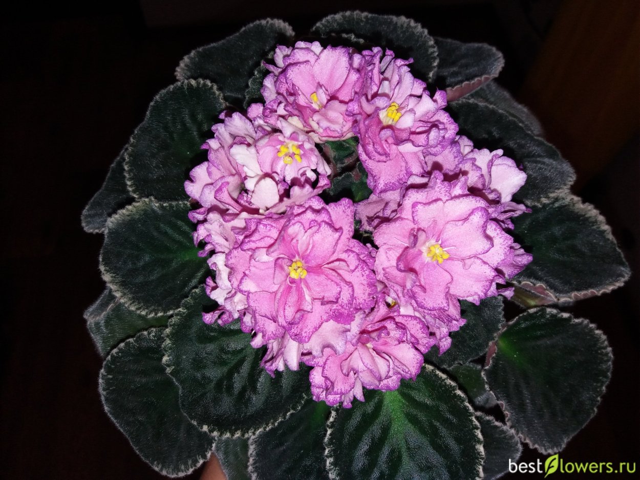 Фиалка Cranberry Sparkler