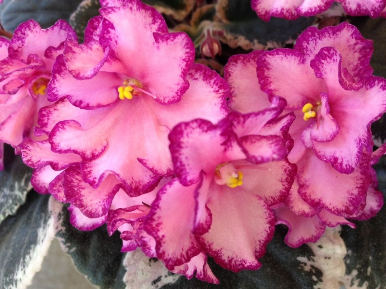 Фиалка Buckeye seductress спорт