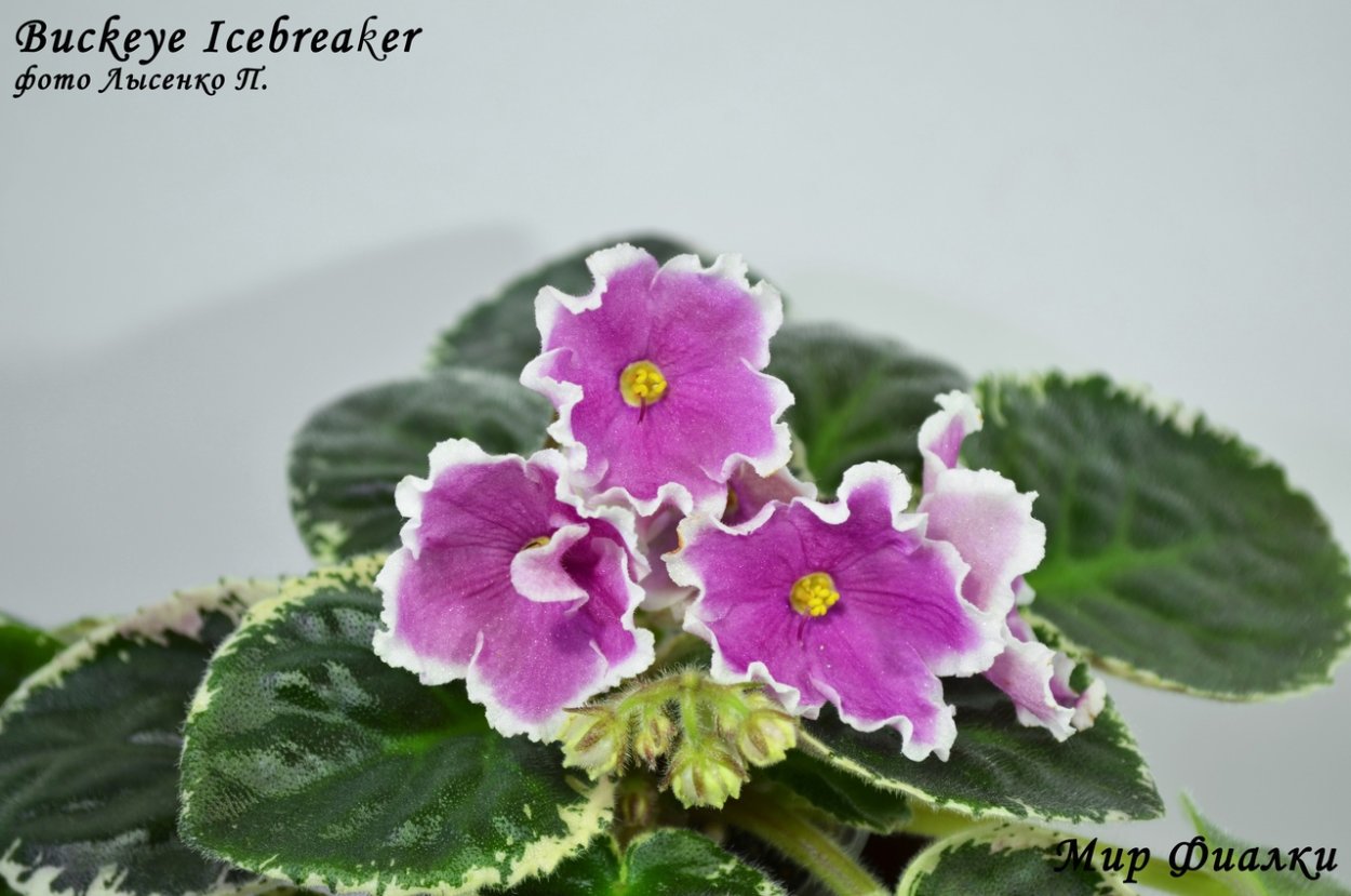 Фиалки Buckeye exotic Dancer