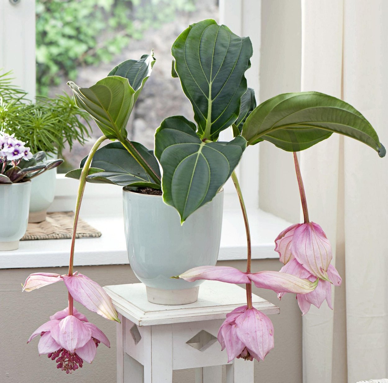 Мединилла Ламбада цветок