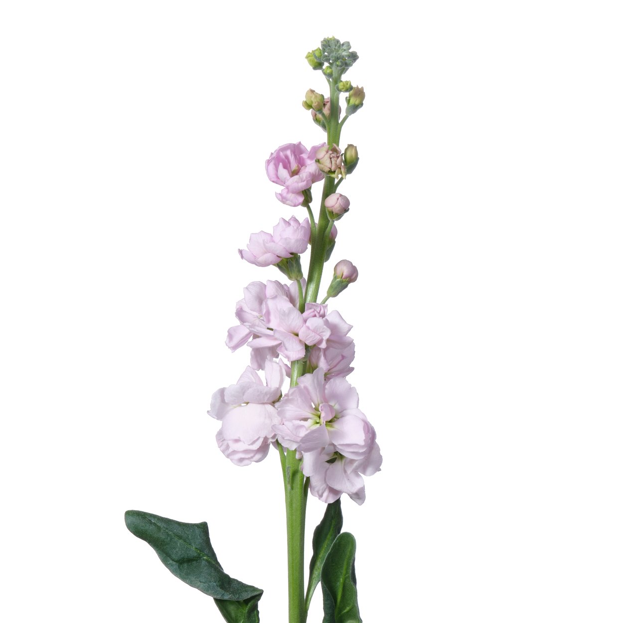 Маттиола Iron Pink