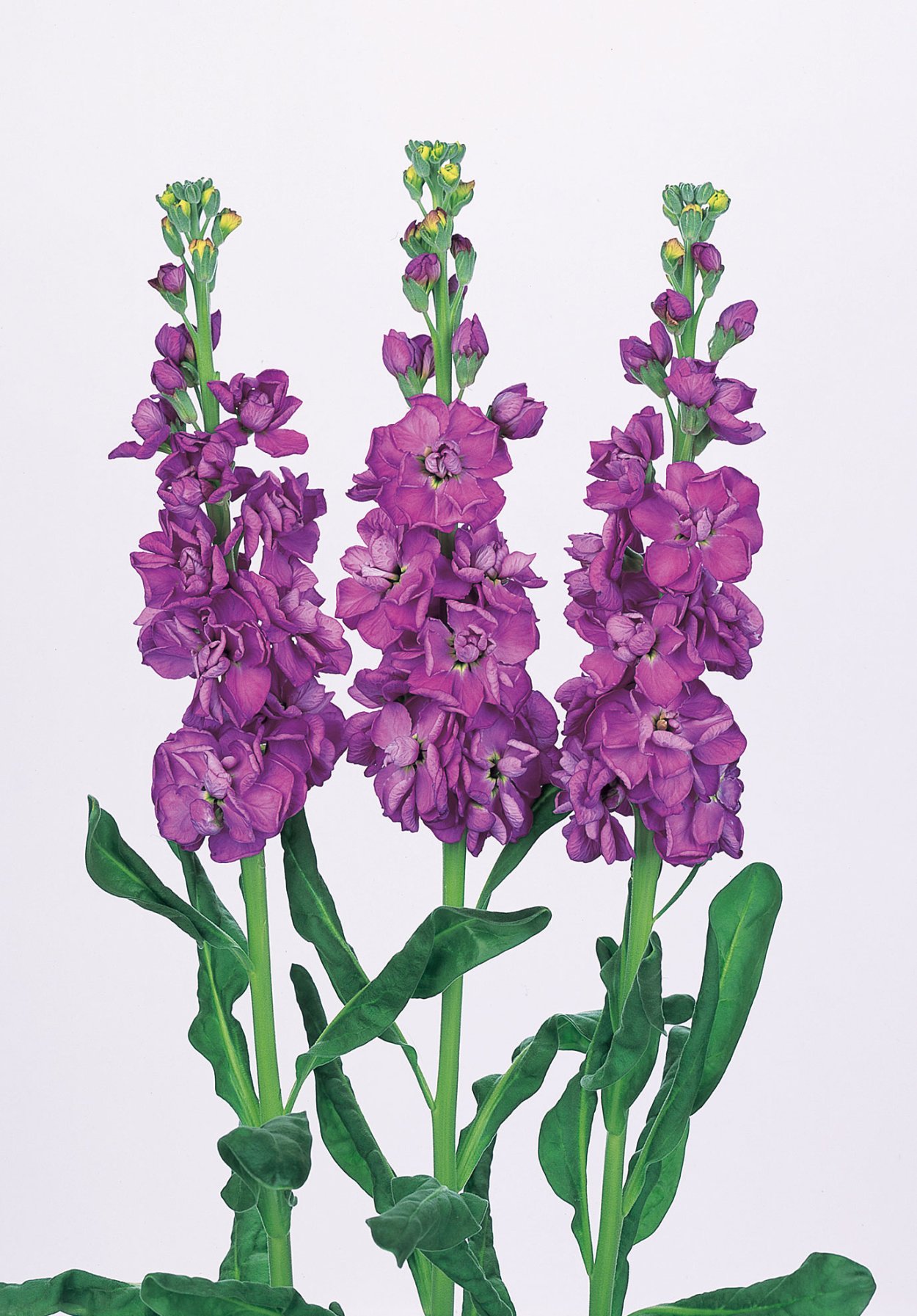 Маттиола Iron Pink