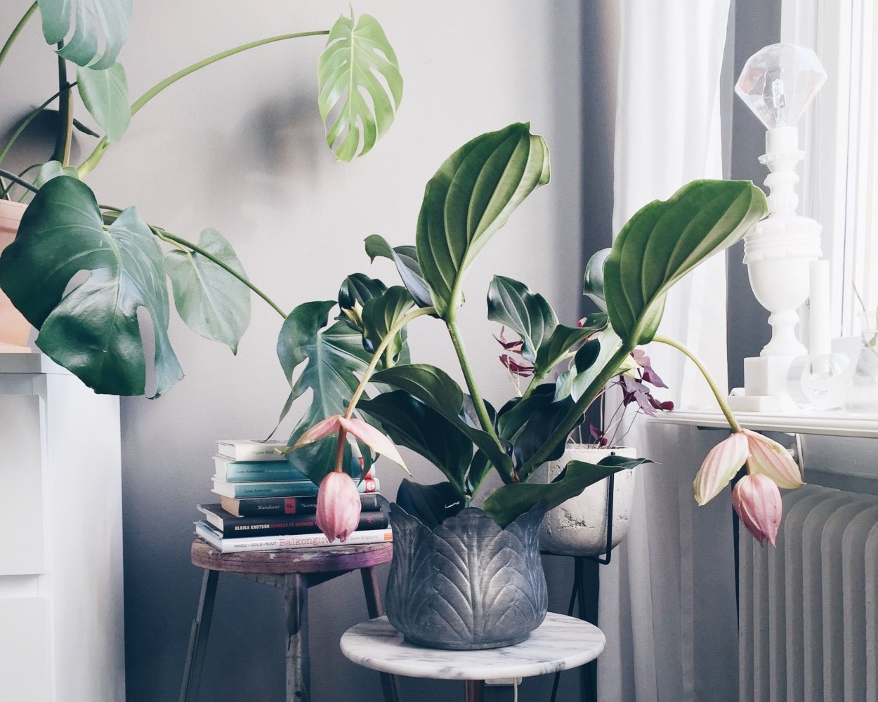 Мединилла Пикколо