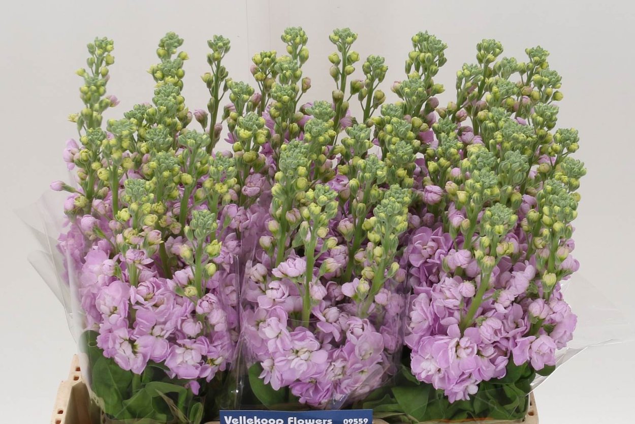 Маттиола Пурпл