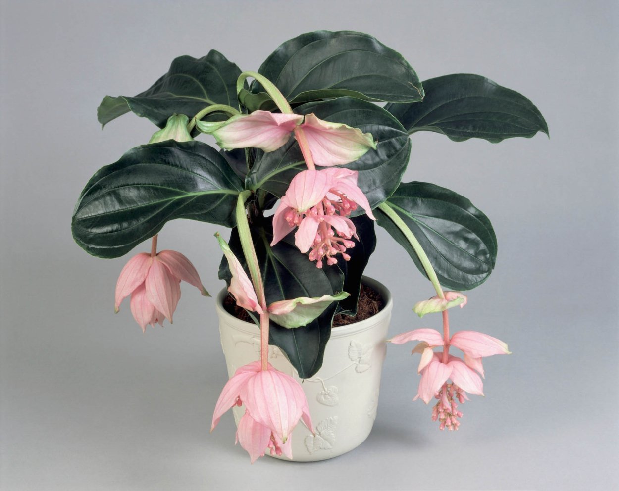 Мединилла цветок в интерьере