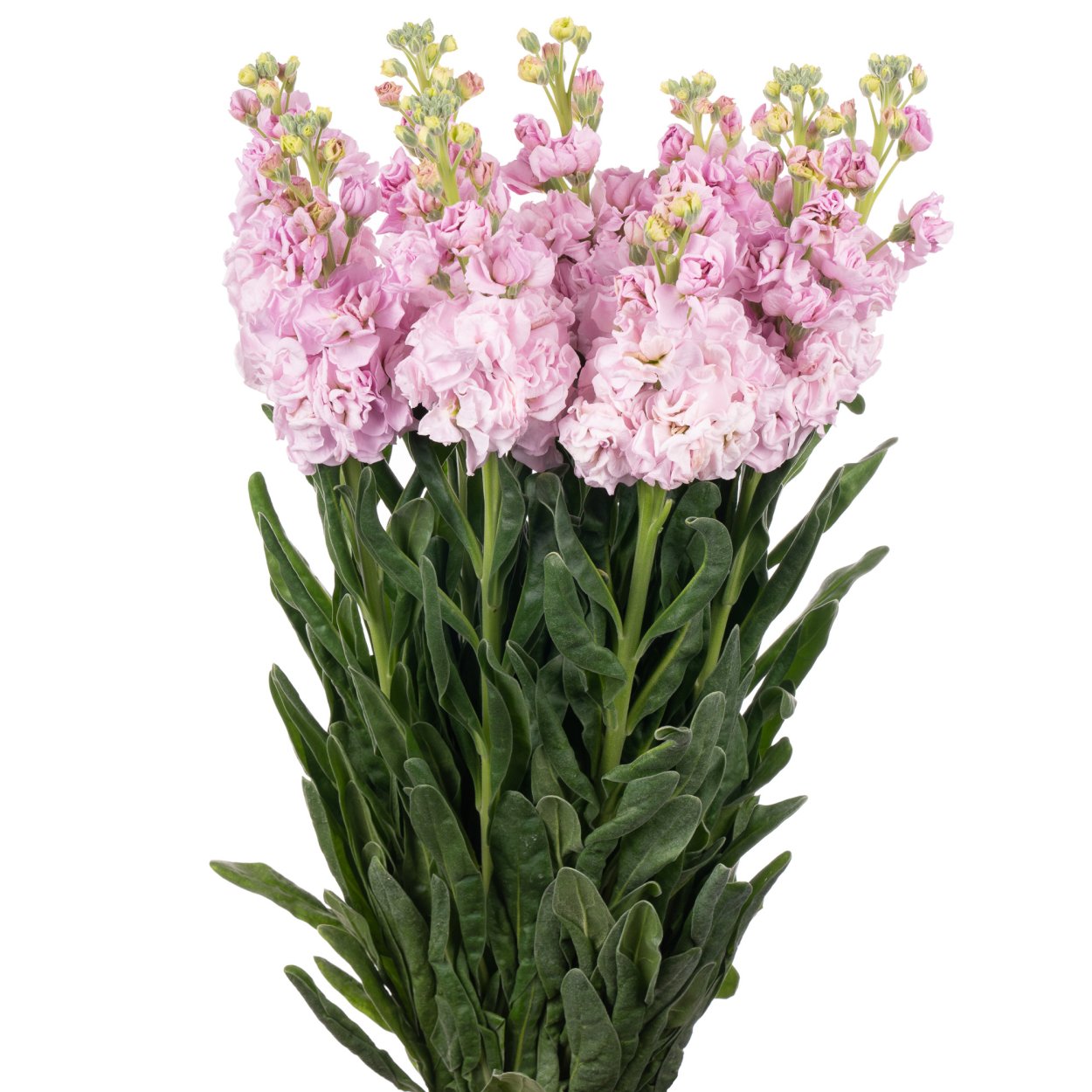 Маттиола Purple