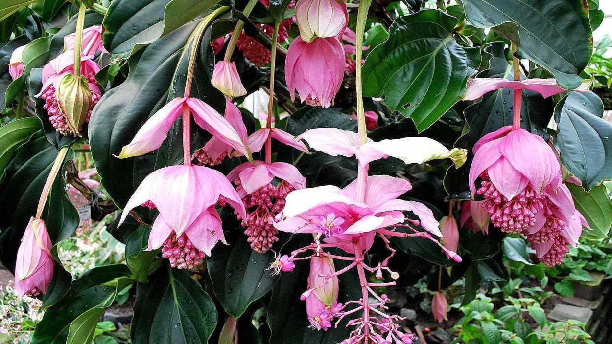 Цветок Мединилла Магнифика