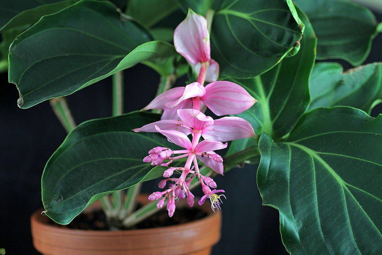 Мединилла Магнифика