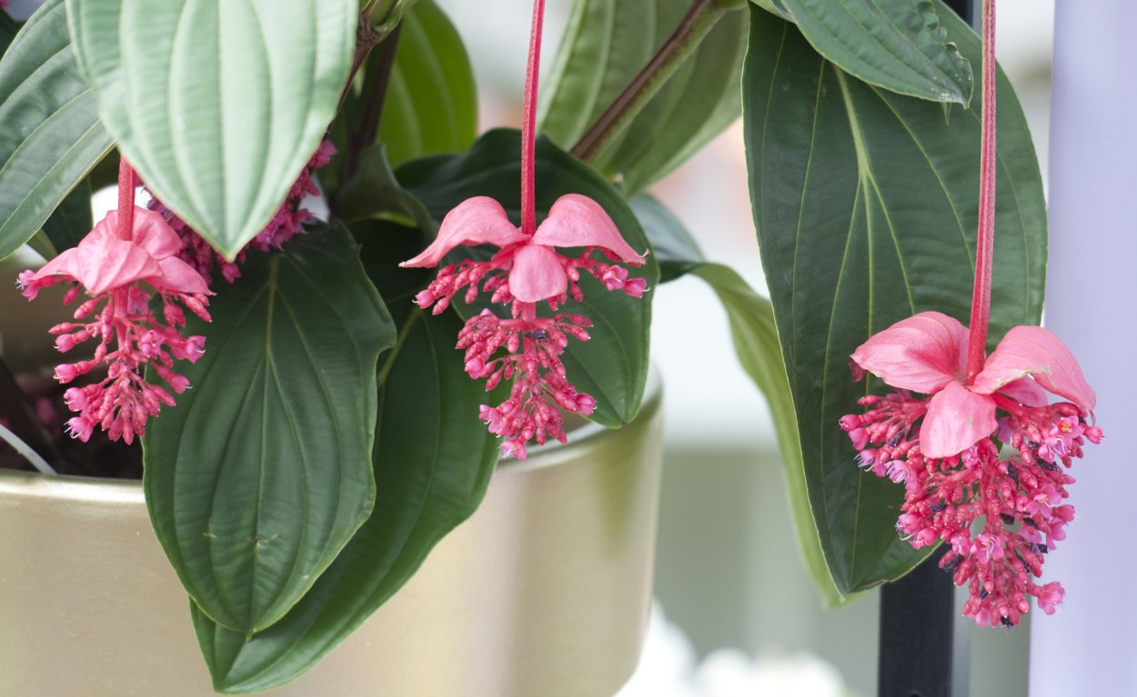 Мединилла Пикколино