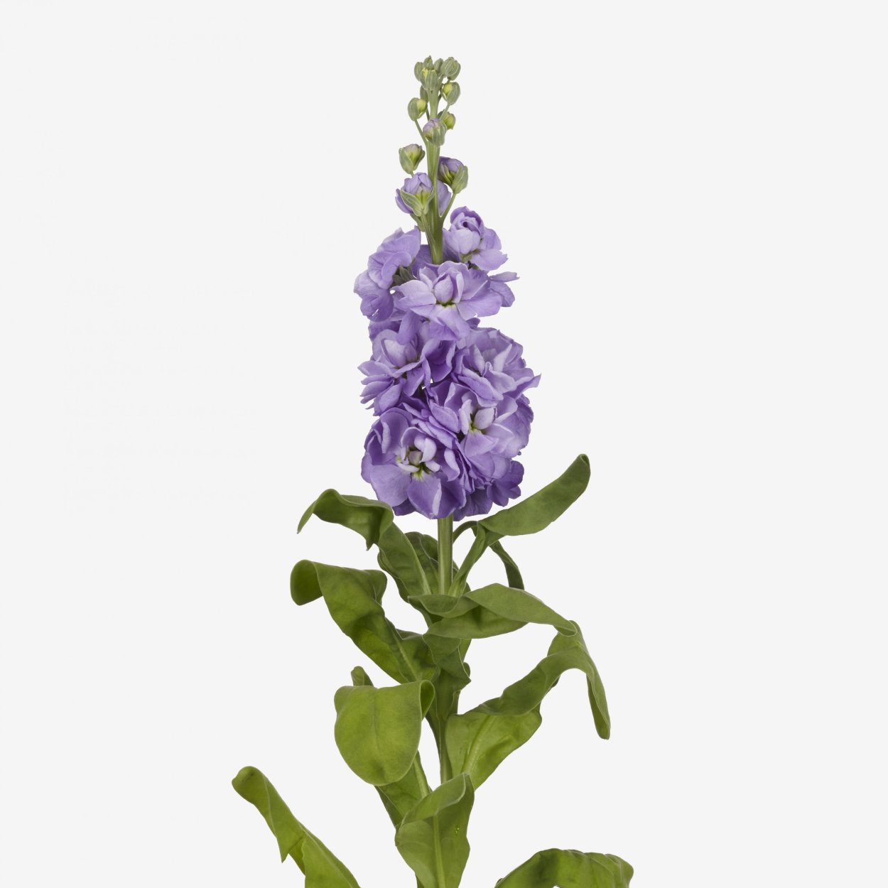 Маттиола ЦЕНТУМ