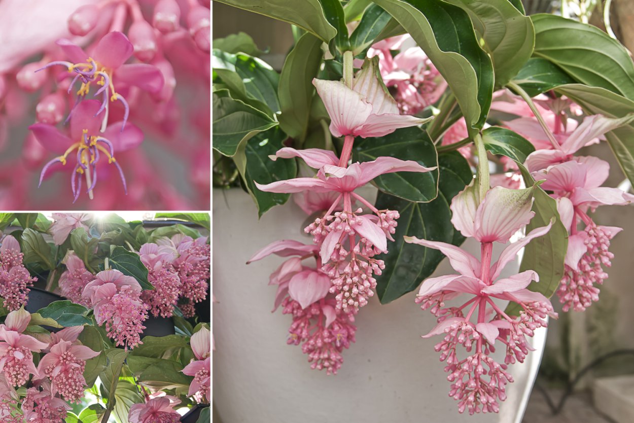 Мединилла фламенко