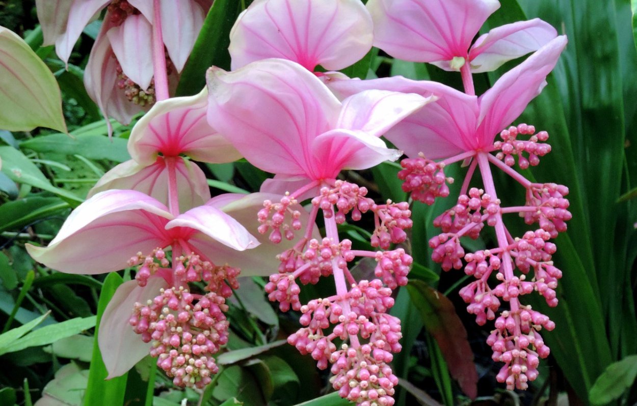 Мединилла- Medinilla